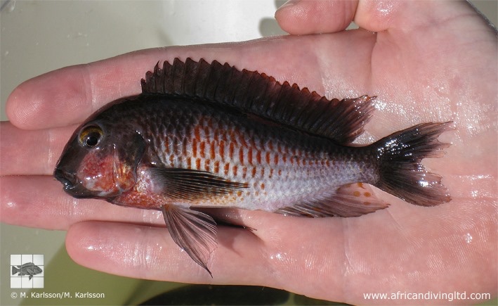 Tropheus sp. 'kirschfleck' x Tropheus sp. 'limespot' at Lyamembe